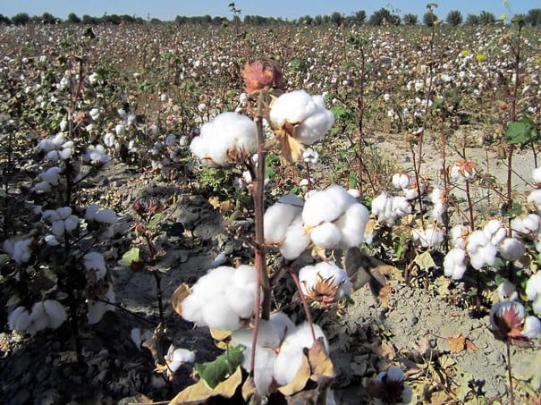 Cotton