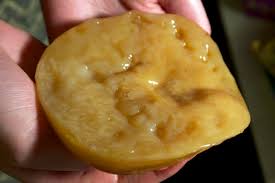 SCOBY