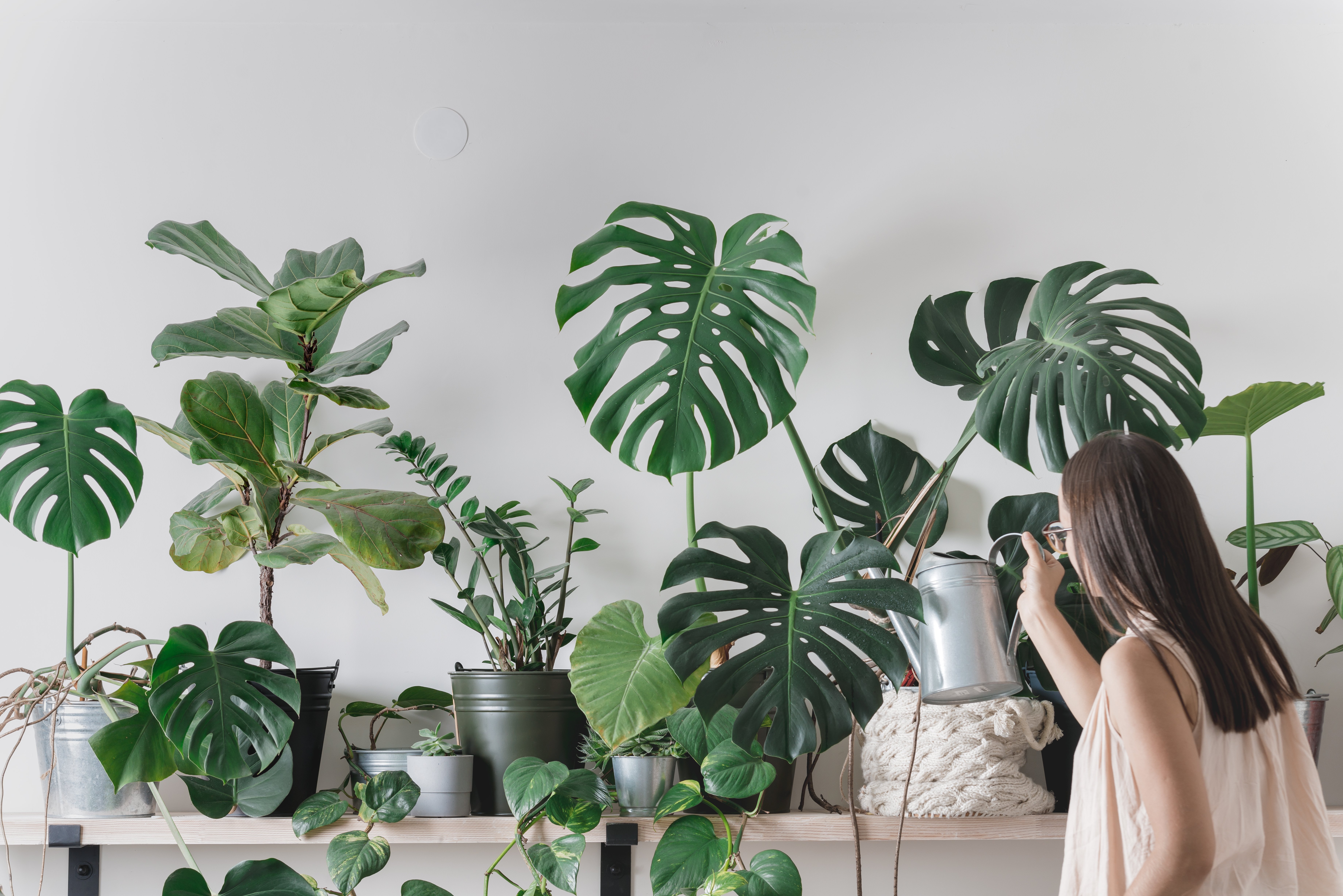 market research house plants