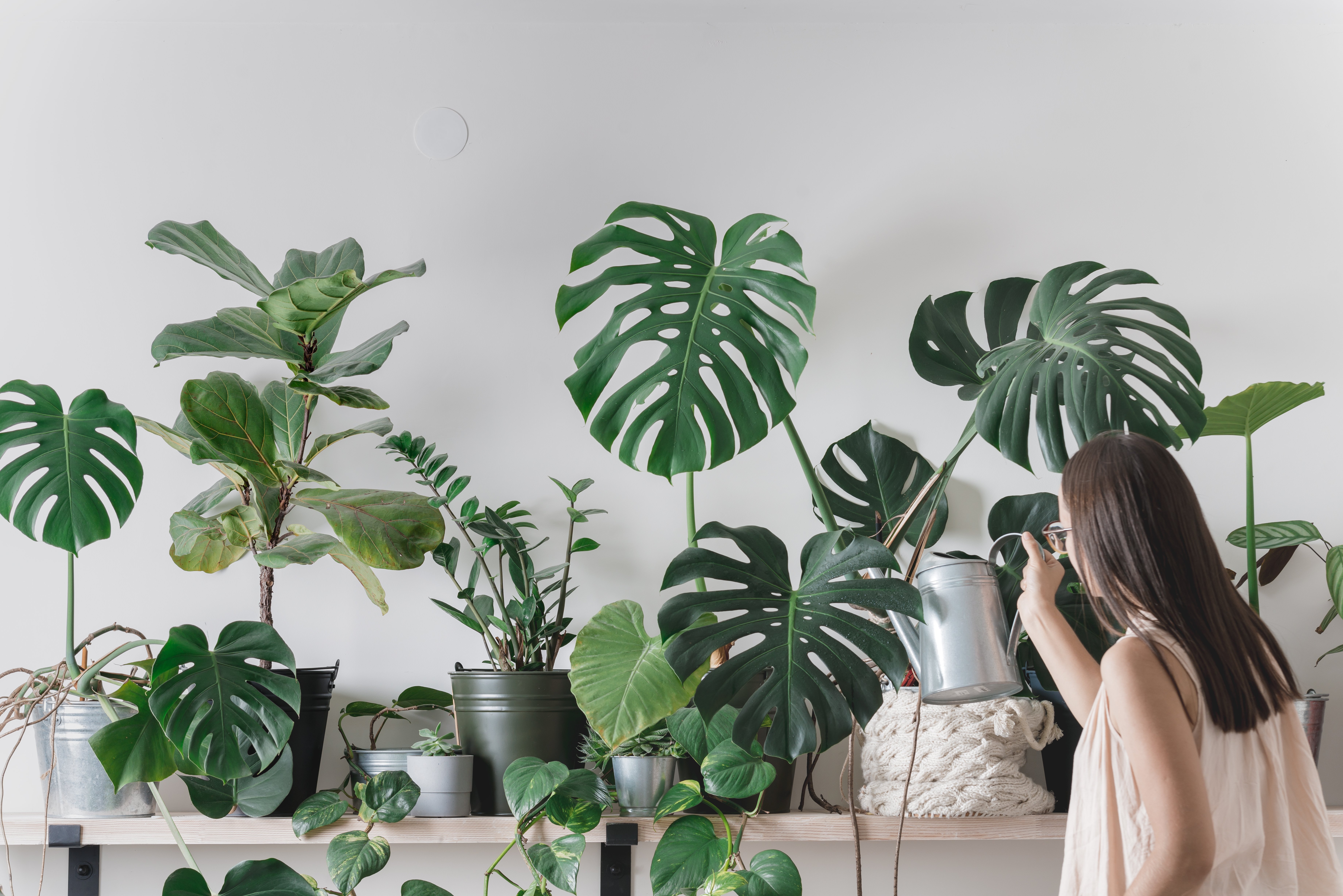 Millennials, House Plants, and How Market Research Can Help Companies Target their Ideal Consumers